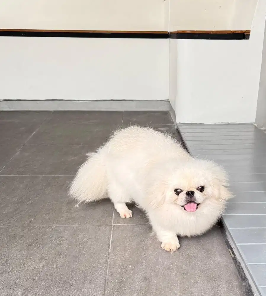 Pekingese putih asli langka