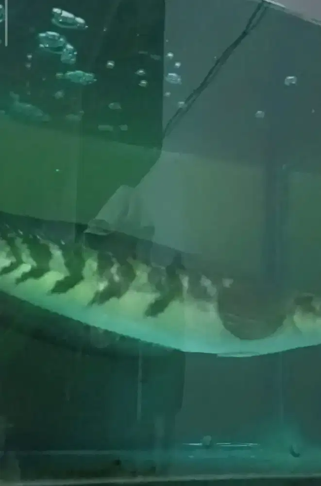 Ikan channa size 40 cm + aquarium + mesin airator