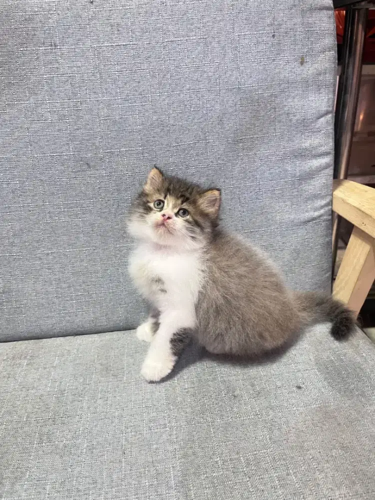 kucing kitten anakan anggora persia himalaya ragdoll mainecoon