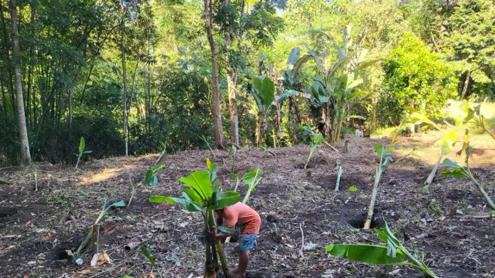 Jual tanah kebun