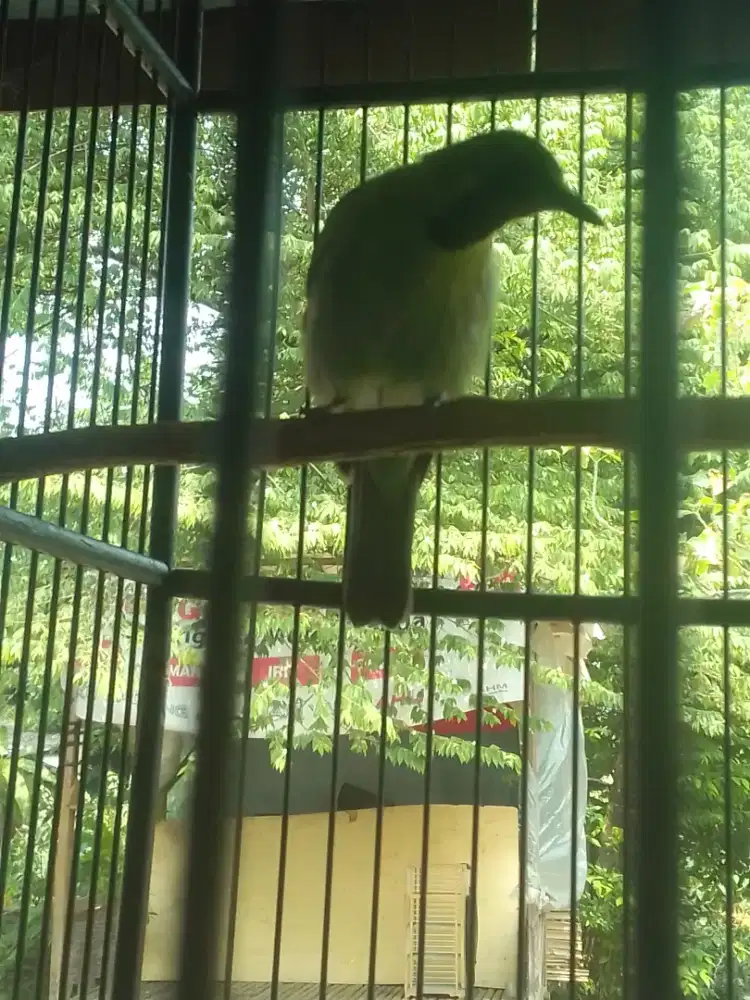 LOVEBIRD JOSAN SUARA KERAS 550 FULSET HARGA NET AJA KANDANG MASIH CAKP