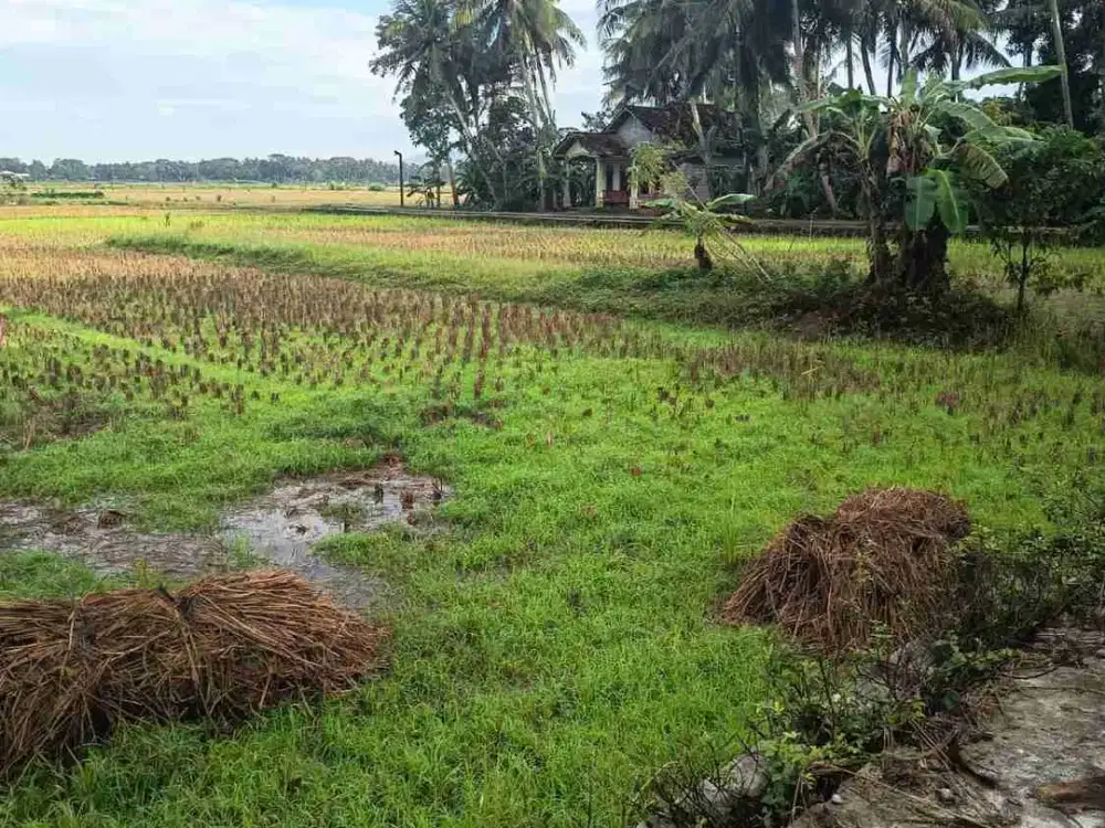 Tanah Murah View Sawah di Kulwaru Wates Kulon Progo