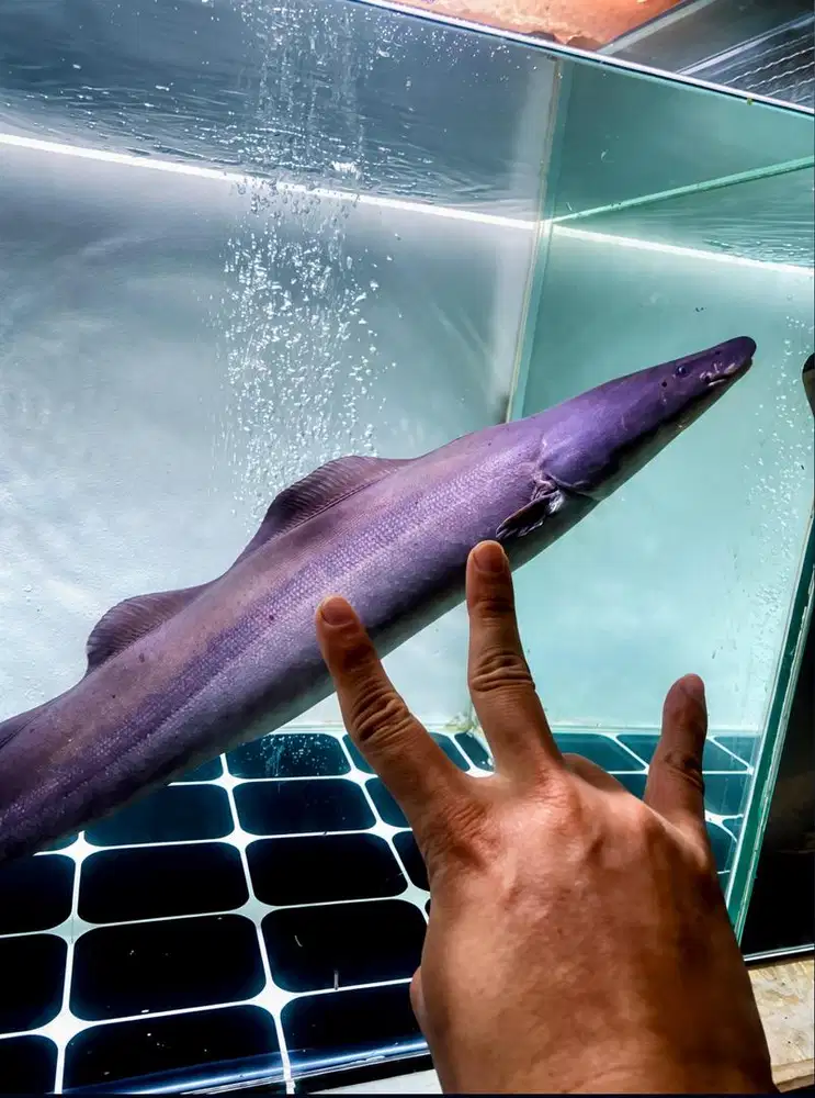 ikan predator air tawar Knifefish