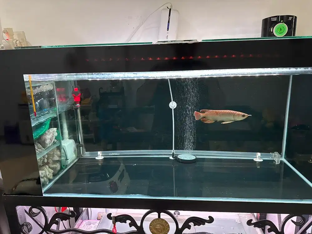 Aqurium + ikan arwana red banjar
