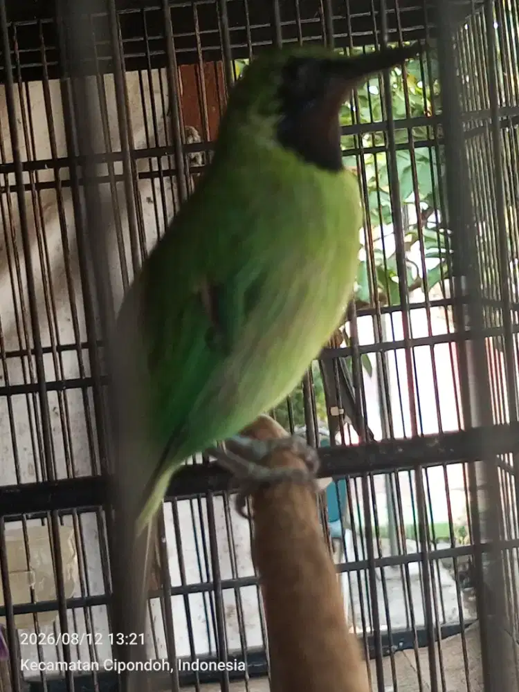 Mini bodi gede rawatan lm mknnya Pur harian brisik