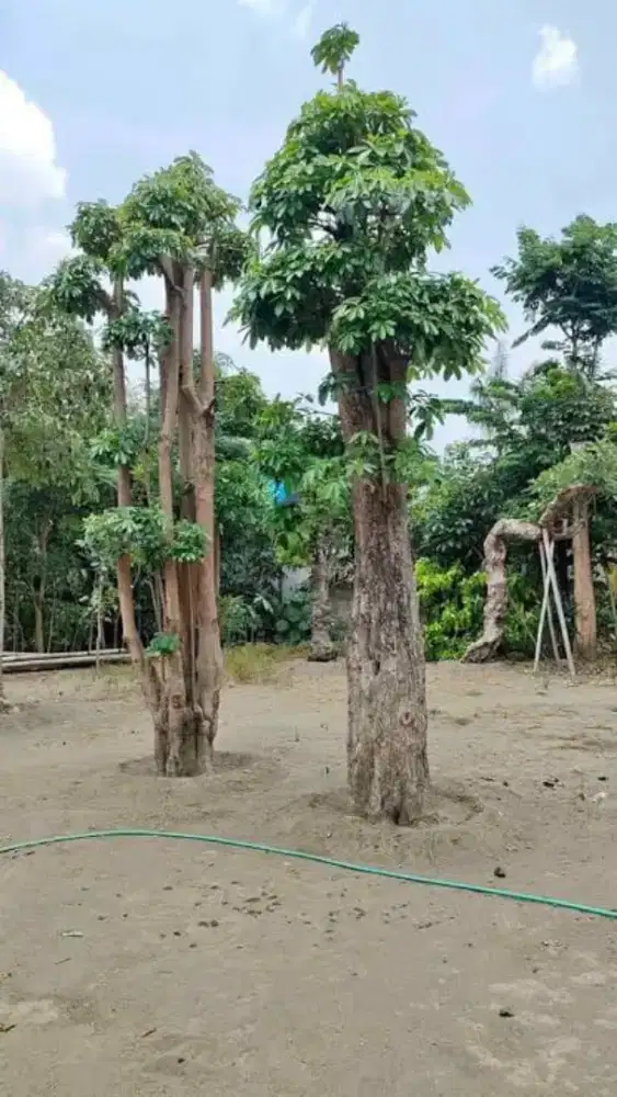 Pohon pelindung pohon pule pohon palem bismarkia dll