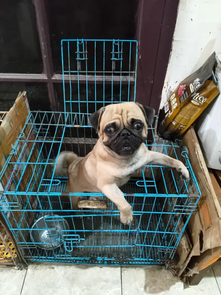 Anjing Pug Jantan 2 thn stambum