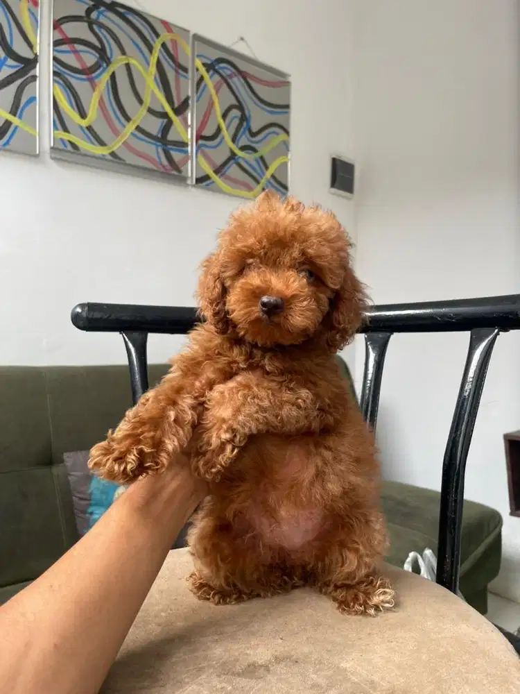 Red tiny poodle betina