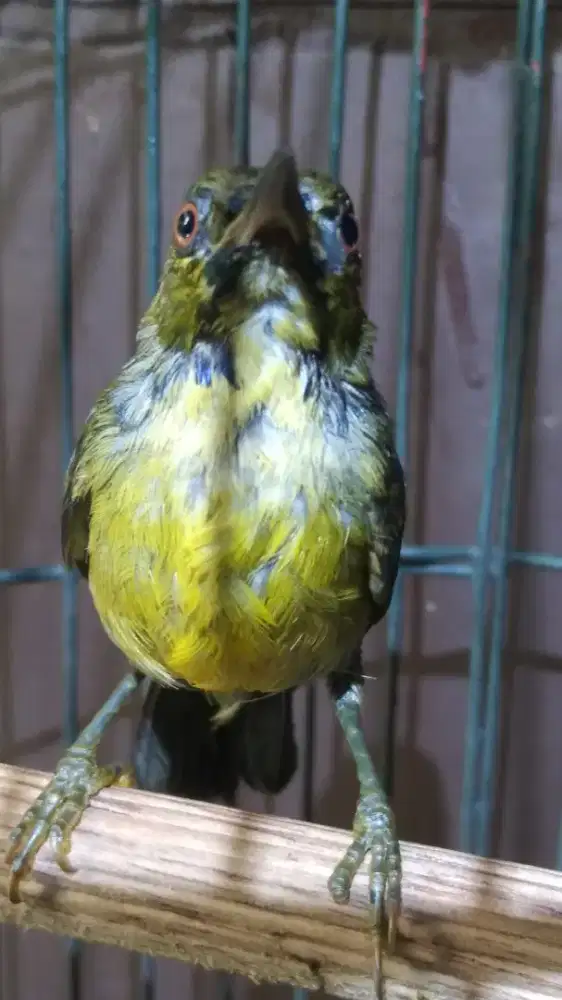 Burung kolibri kelapa trotolan