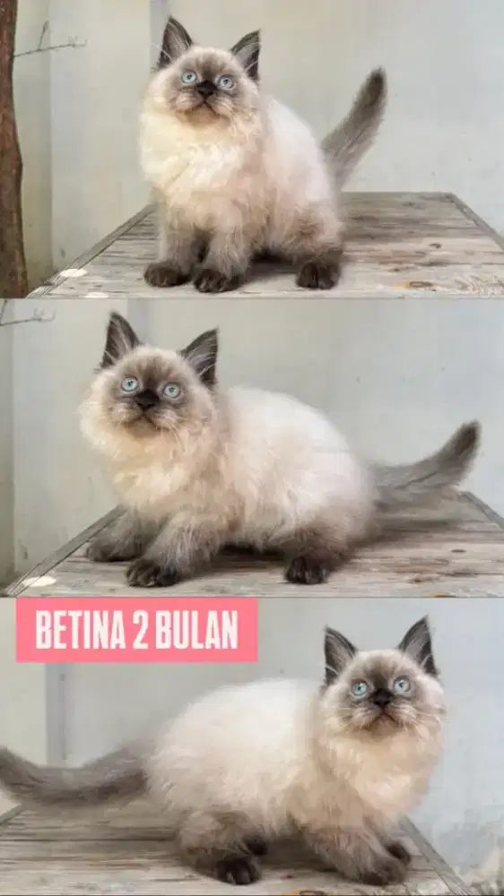 kucing kitten anakan anggora persia himalaya ragdoll mainecoon british