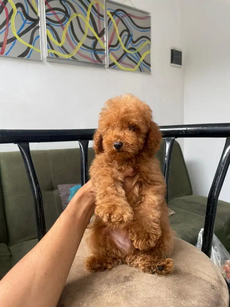 Red tiny poodle jantan
