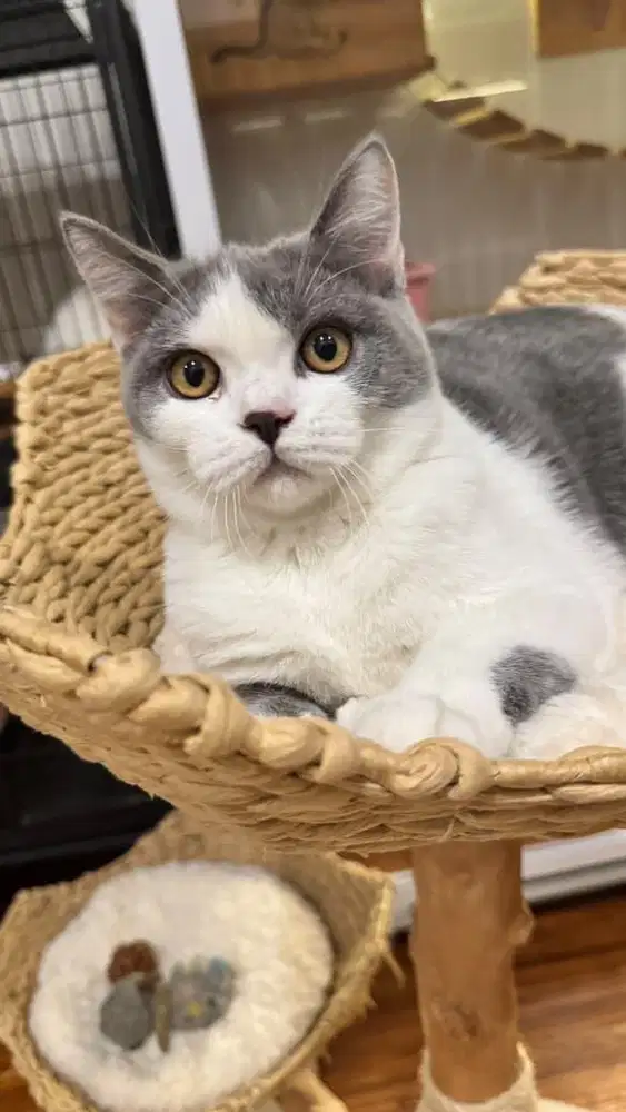 Bsh bicolor white blue