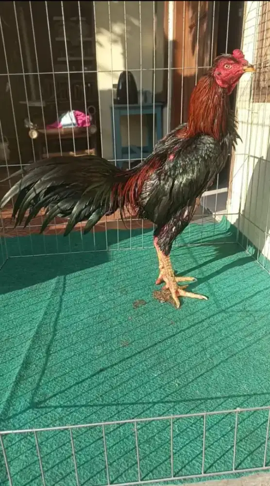 ayam.pakoy kwalitas