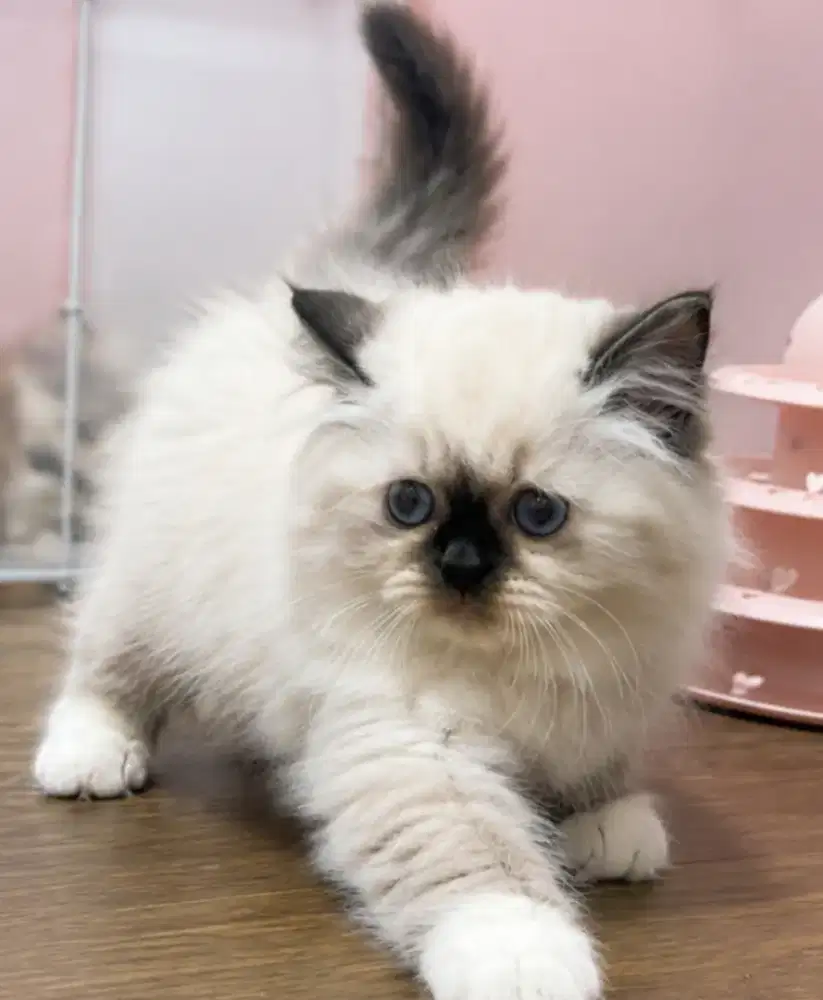 Ragdoll female kitten