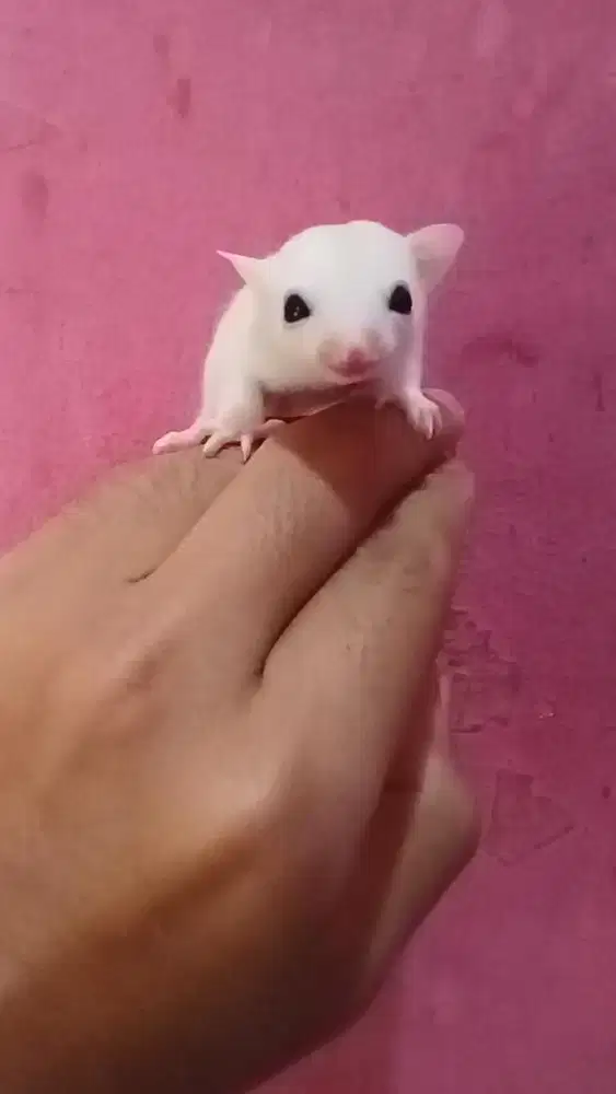 Sugar glider leucistic