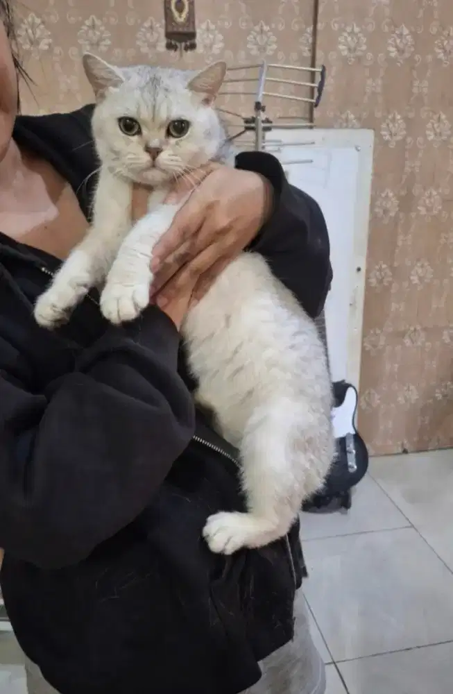 BSH British short hair