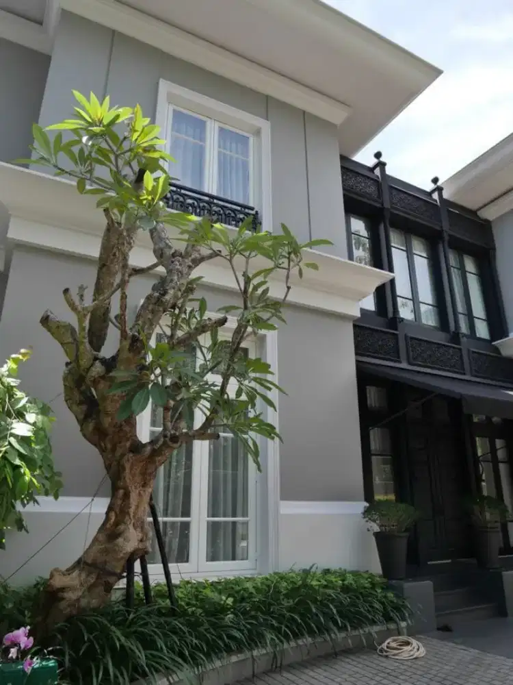 Pohon Kamboja fosil pohon Kamboja bali dll
