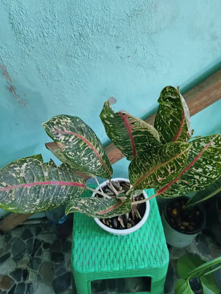 Aglonema Cerah Segar