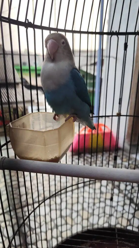 Burung lovebird
