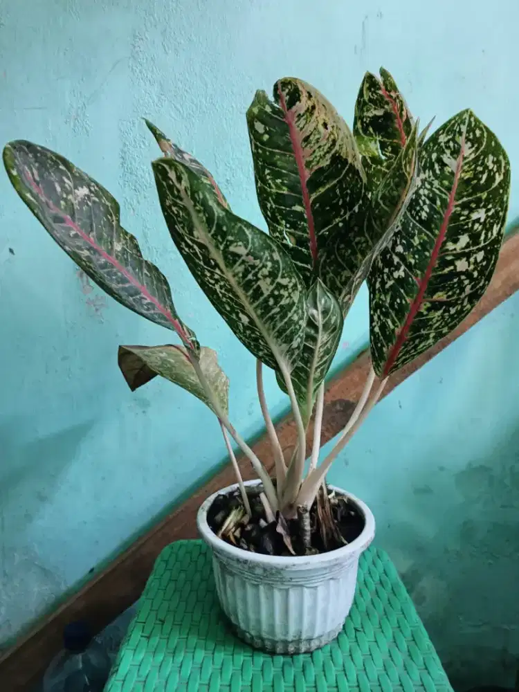 Aglonema 10 Karat