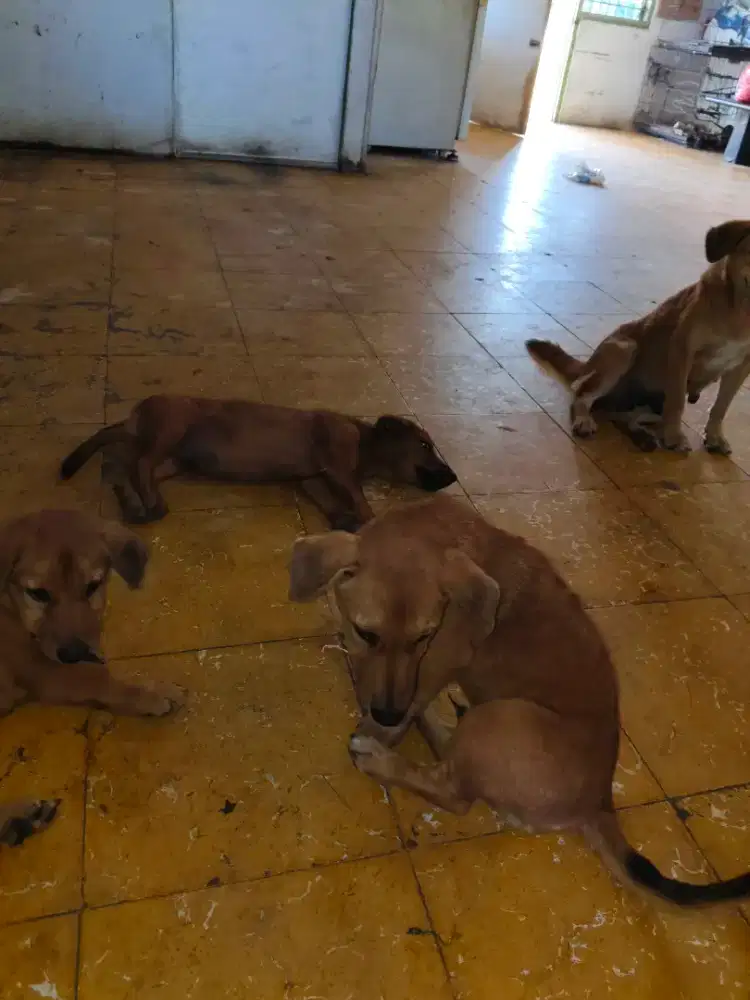 Anak anjing lucu
