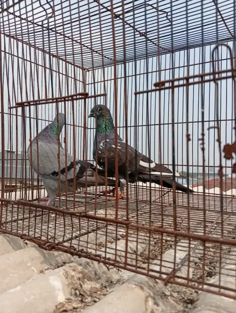 Burung dara sepasang
