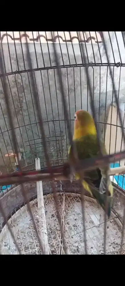 Lovebird warna sesuai foto
