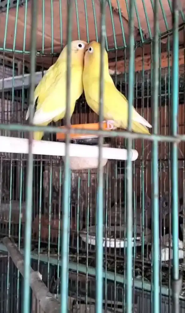 Indukan Lovebird kremino mata hitam sudah pernah produk