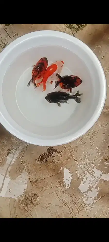 Mas koki Ost jawa