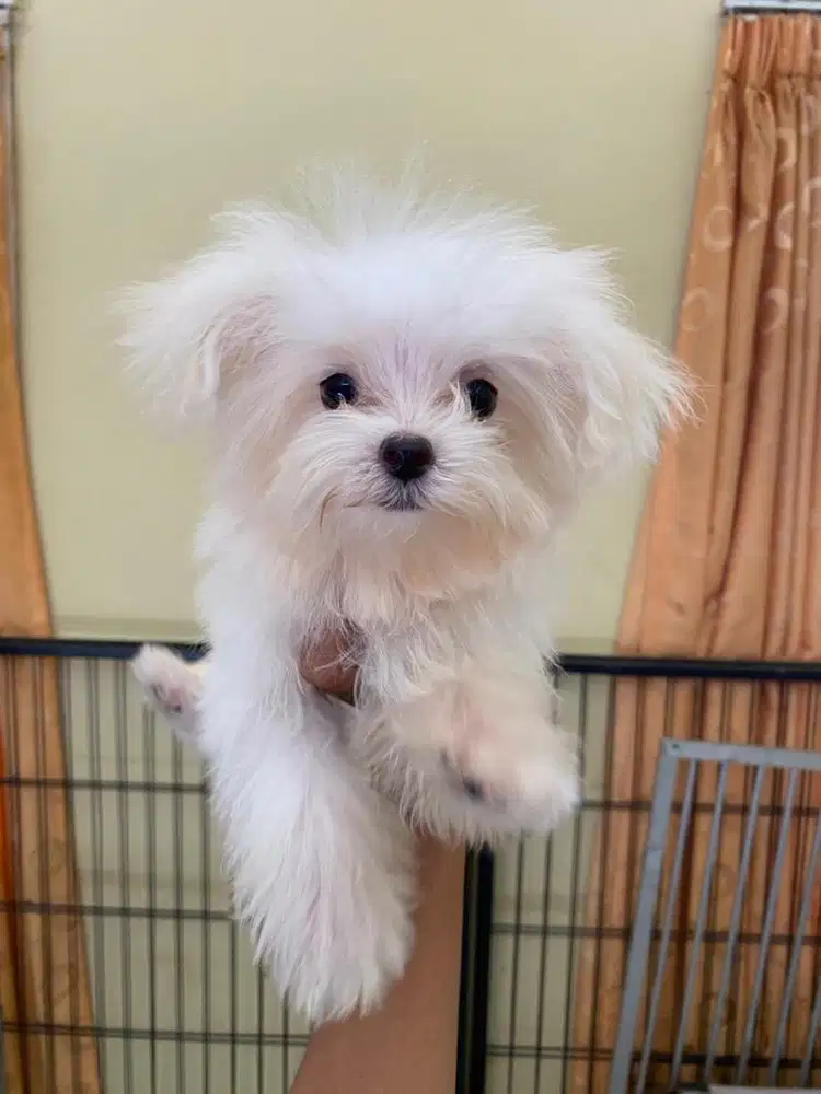 Puppy shitzu dan maltipo