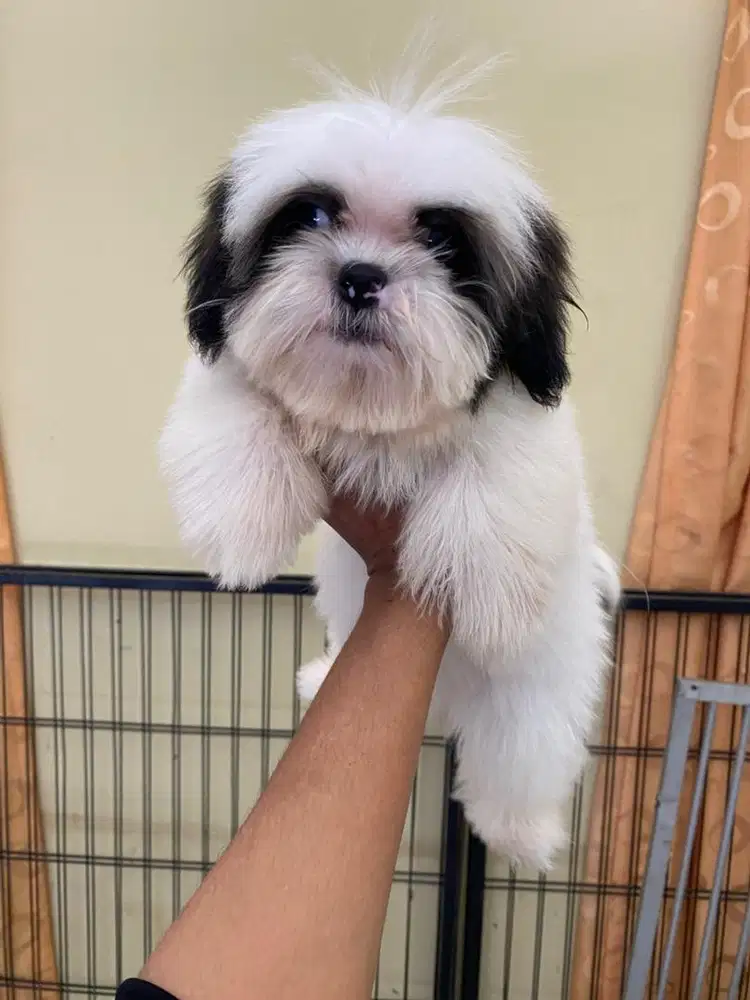 Puppy shitzu pure