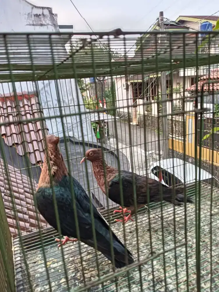 Jual burung hias archangle sepasang baru nelor sekali siap produk