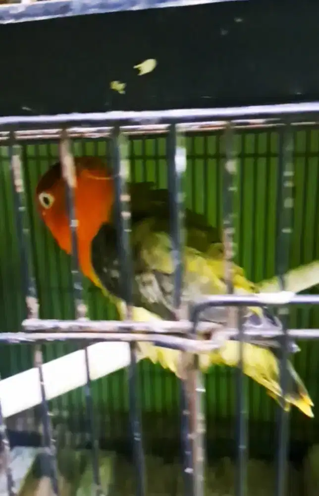 Produk betina kekean warna bioewing x kuning blorok