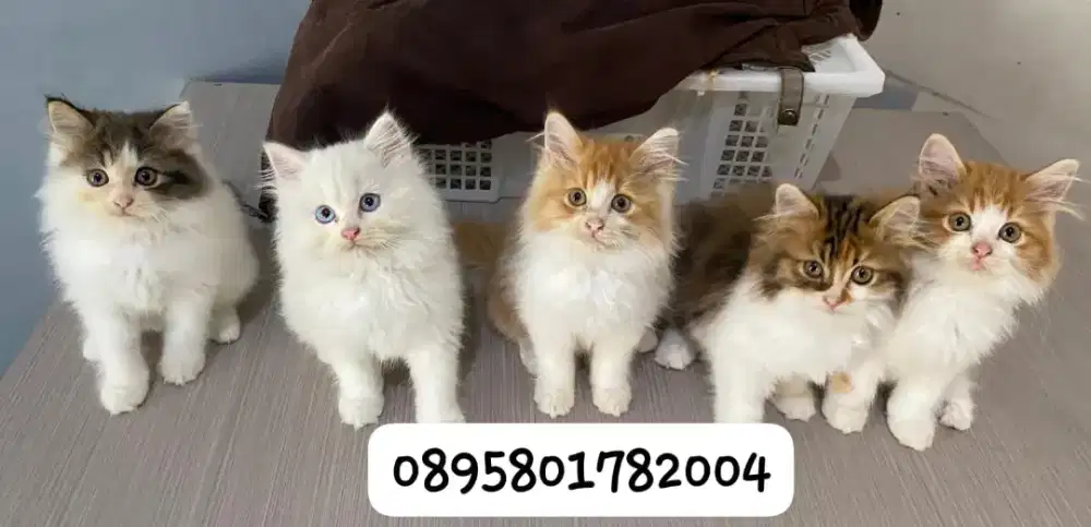 Kucing persia betina/kucing persia flatnose/kitten persia  jantan