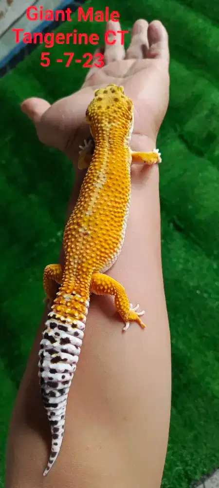 Gecko Super Giant dan Giant