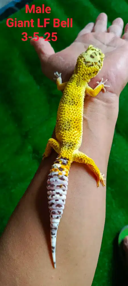 Gecko Giant Mix