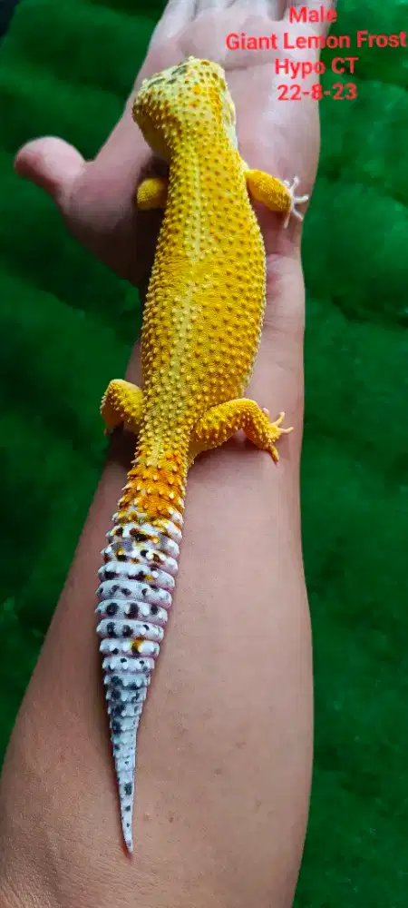 Gecko Giant Male