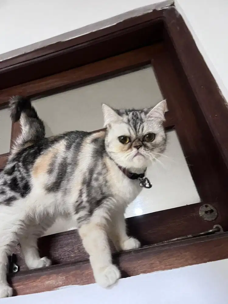 Lepas adopsi kucing exotic short hair