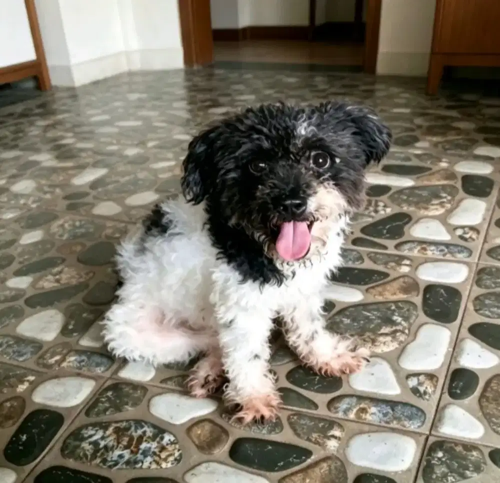 Open adopsi anjing mix dan lokal