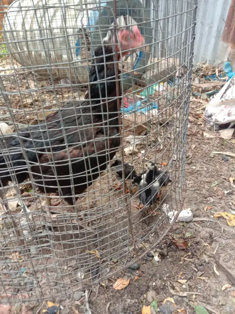 jual anak ayam siam