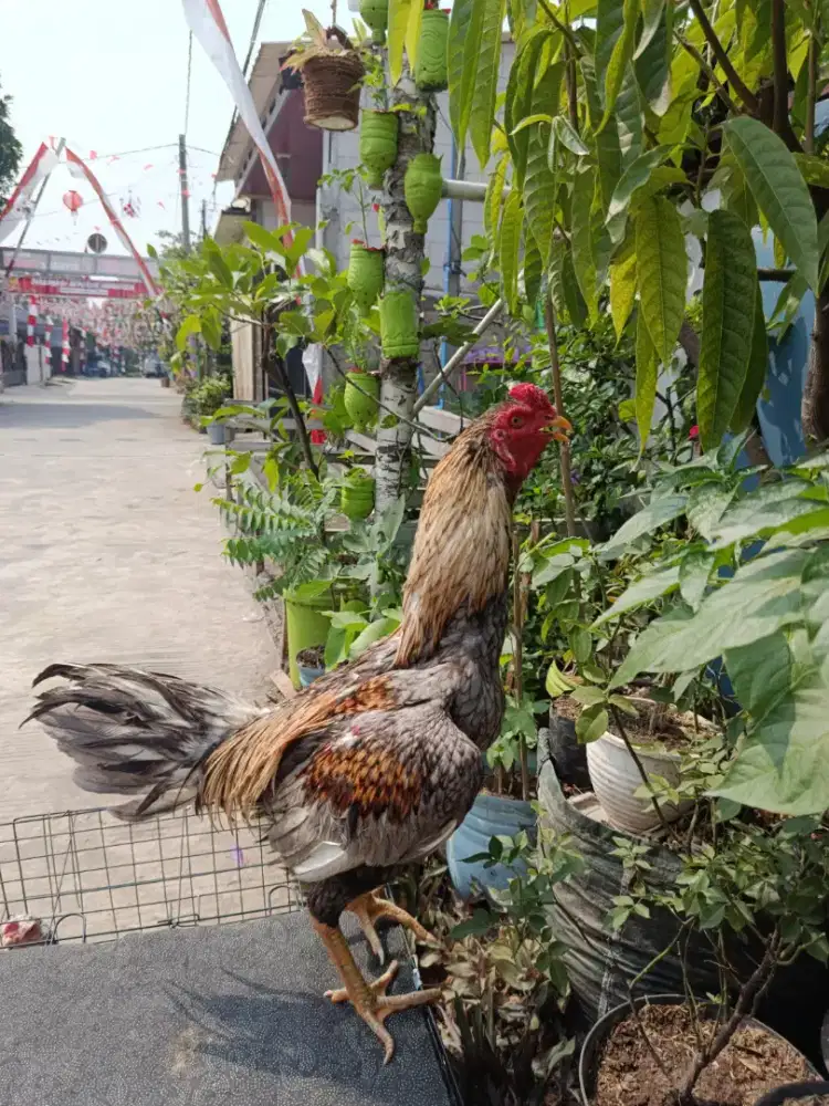 AYAM SHAMO X MANGON
