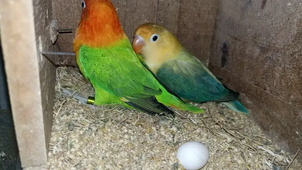Indukan biola green X biola PB