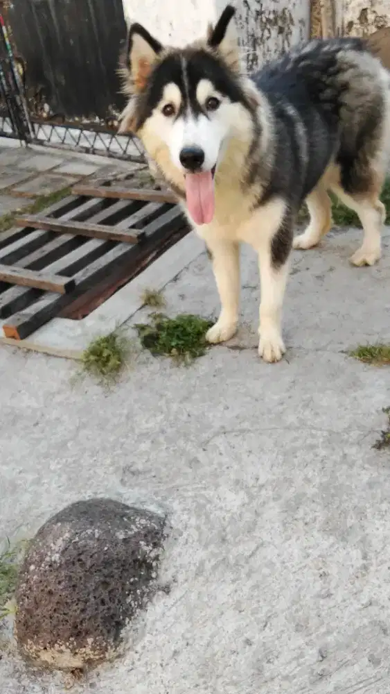 Yg butuh Siberian Husky usia 7 BLN. 2 ekor betina.