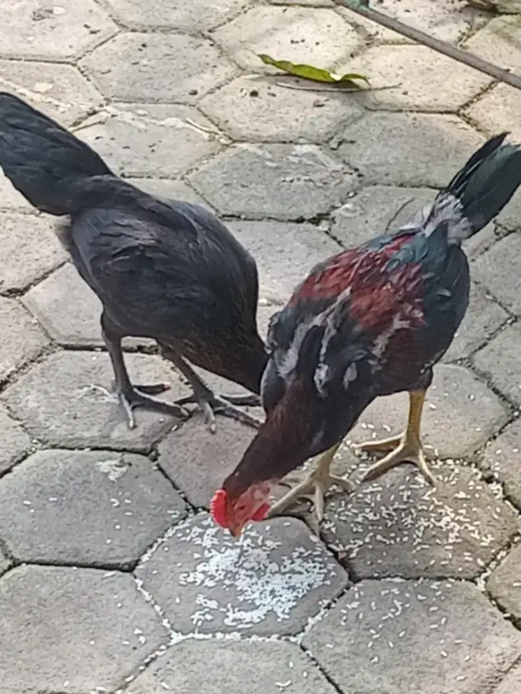 Ayam Pelung Sepasang Umur 4 Bulan Asli Sehat Terawat