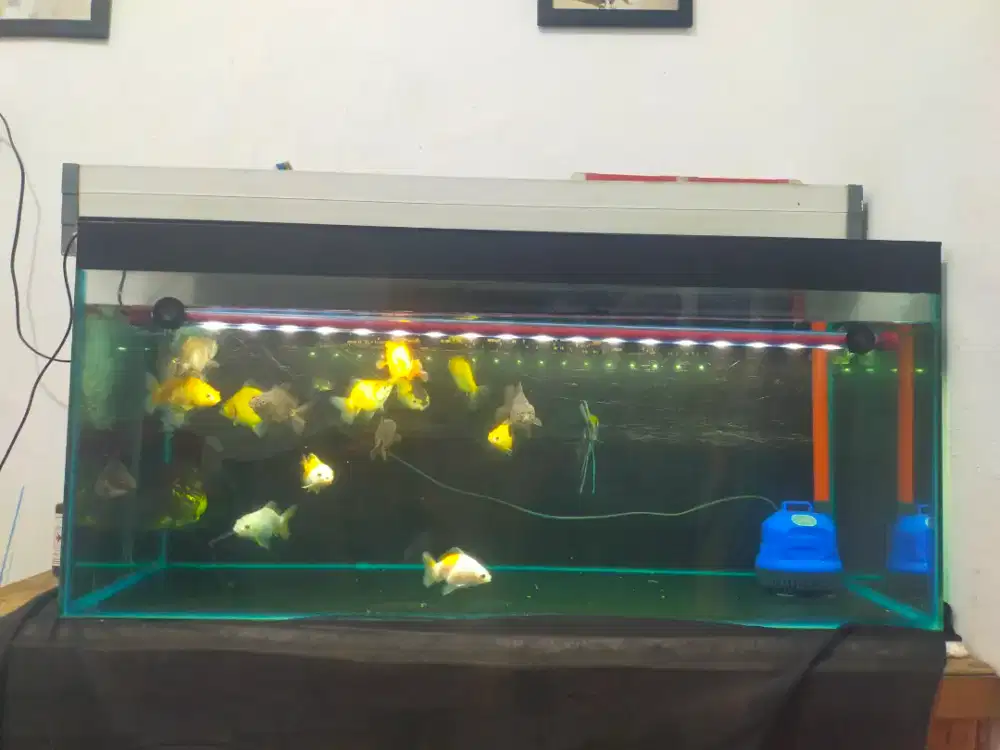 Aquarium plus ikan mas koki