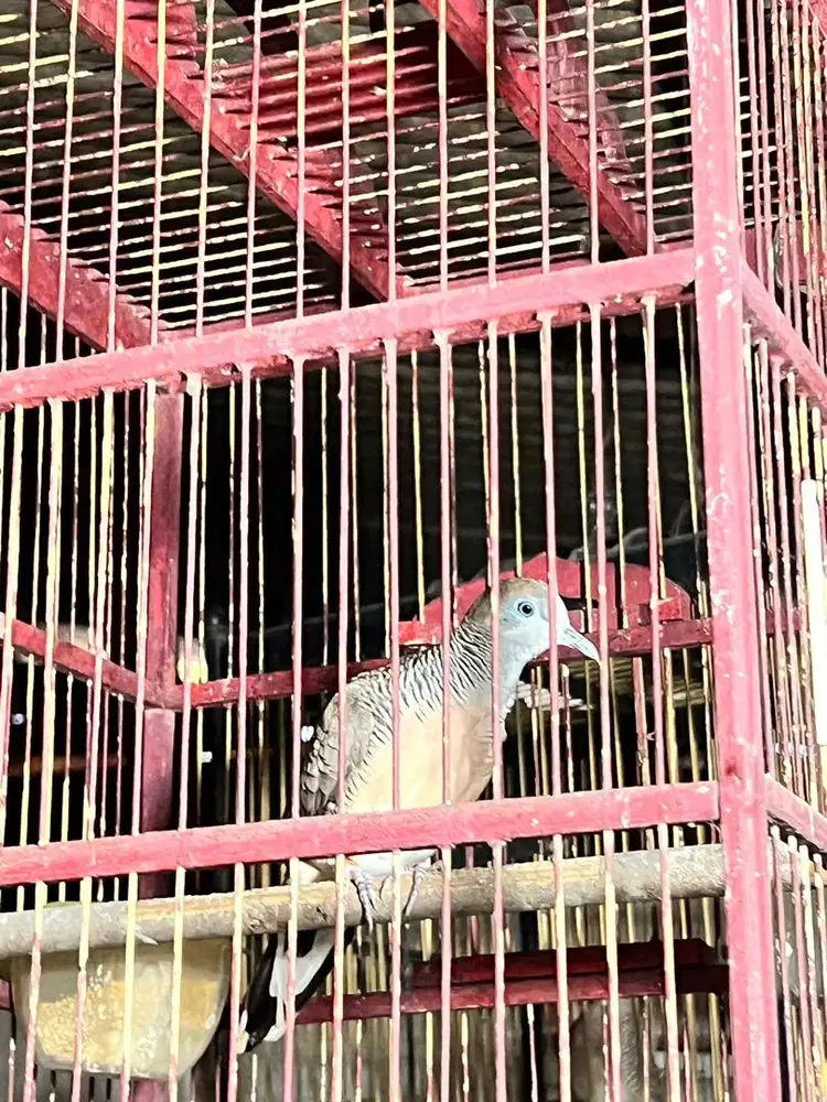 perkutut bangkok