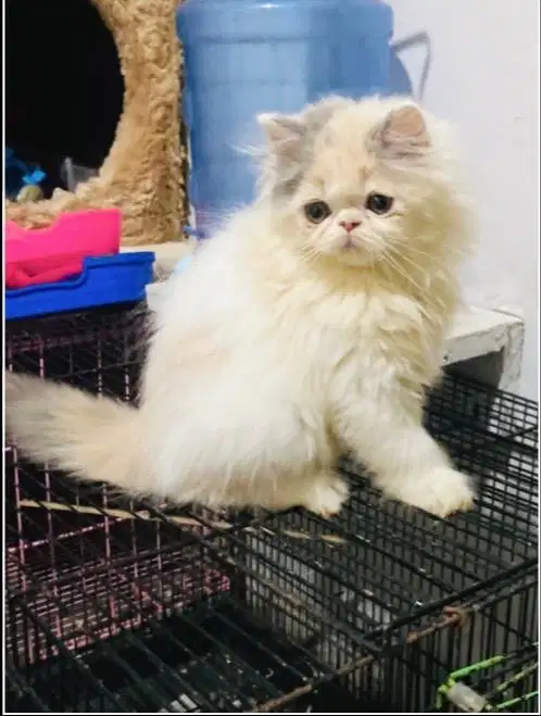 Kucing Calico peaknose 2,5 bulan