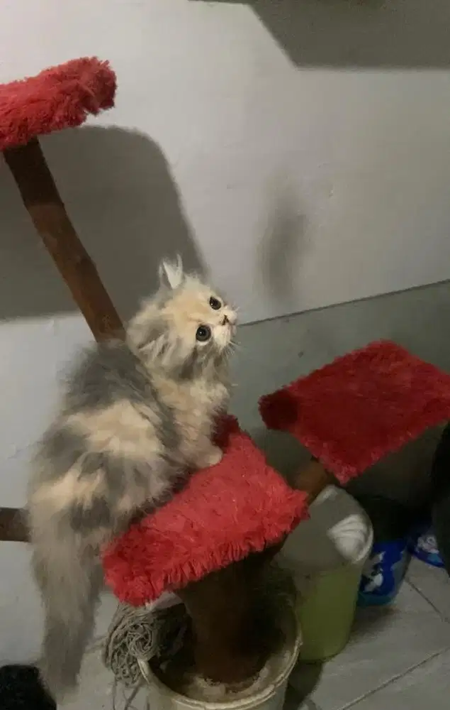 Kucing persia flatnose