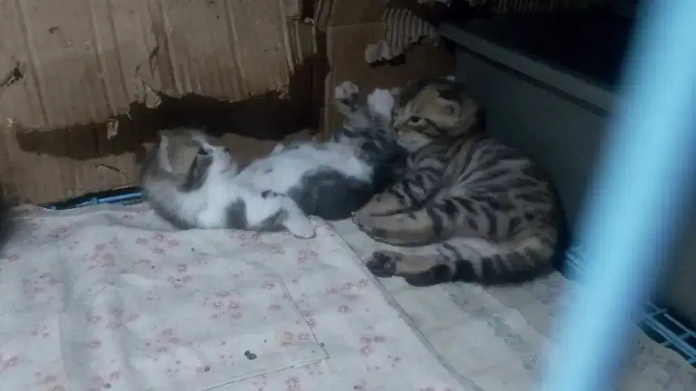 Kitten munchkin x b3ng@l