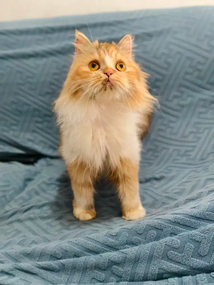Persia pesek murah meriah betina calico